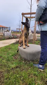 Woolfi Educ - Educateur et Comportementaliste Canin / Petsitter