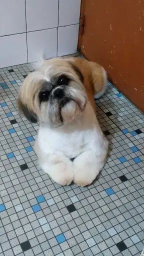 Adé K Wouaf Sasu