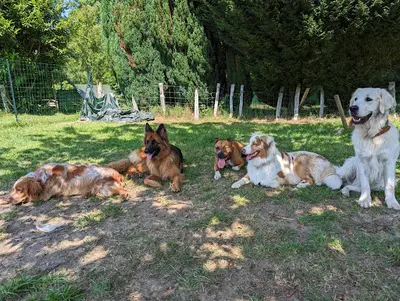 Appren Ty Chien - Educateurs Canin Comportementalistes
