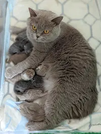 Chatterie des Noursons