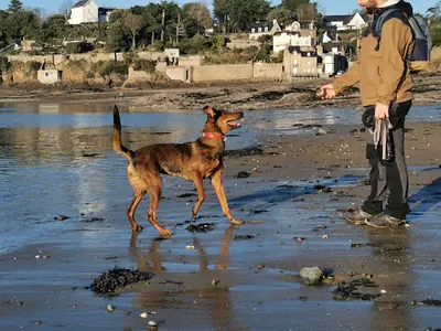Éducateur Canin Respectdogs Saint-malo
