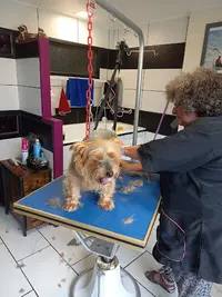Frimousse