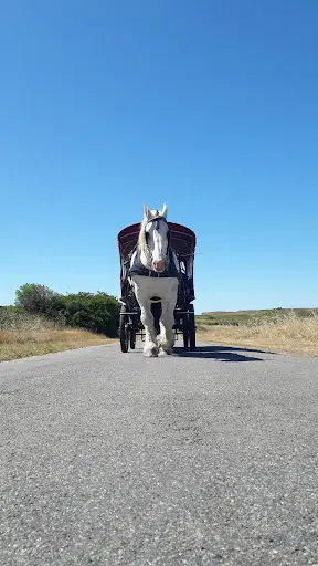 Les Chevaux de la Mer