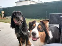Nsn Educ Educateur Canin Caen
