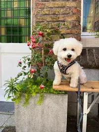 Beauté Canine