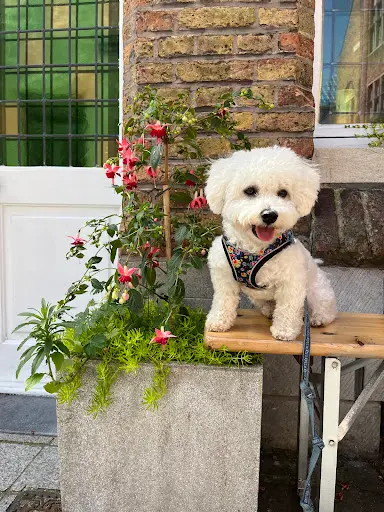 Beauté Canine