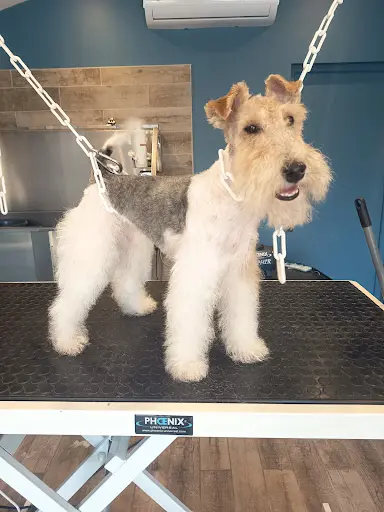 Ô Garage Canin