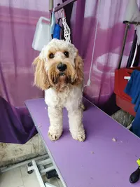 Salon Toilettage au Bonheur de Nos Compagnons