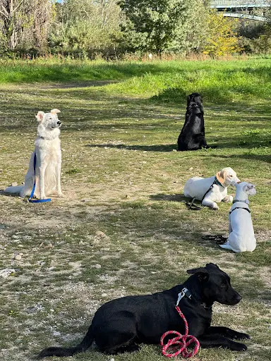Educnous : Éducation Canine et Cours Pour Chiens - le Gard (30)
