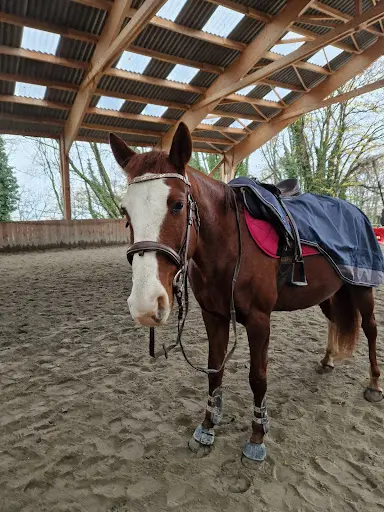 Poney Cheval Nature Rapeaux