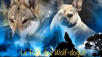 Du Roc des Wolf Dogues