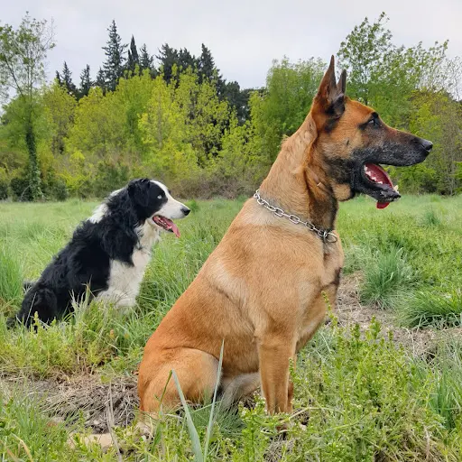 Cyno Training Pro Dog