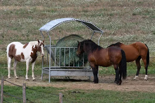 Alpaquier Écurie de Propriétaires, Ferme Pédagogique et Élevage d'Alpagas