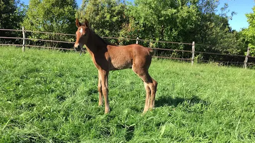 Haras le Boy