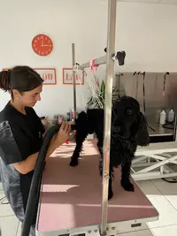 Toutou Lab