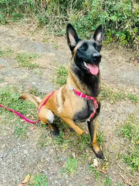 Le Pouvoir du Chien - Fabrication et Ventes D’accessoires Pour Chien