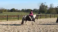 Haras de la Pelois - Centre Équestre - Sport Étude