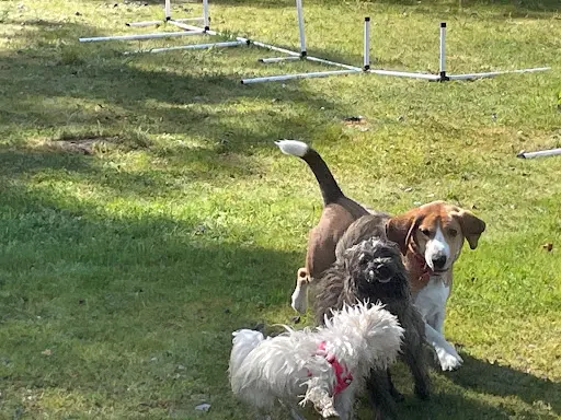 Attitudes Canines