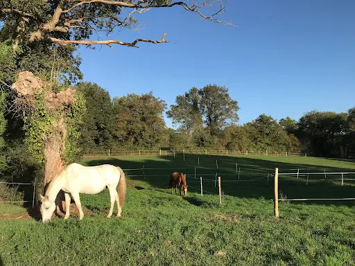 Pension Cheval au Repos - Près d'Angers