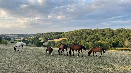 Les Fermes de Champcourt Pension Pour Chevaux
