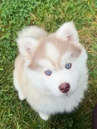 Elevage Sweet Dog