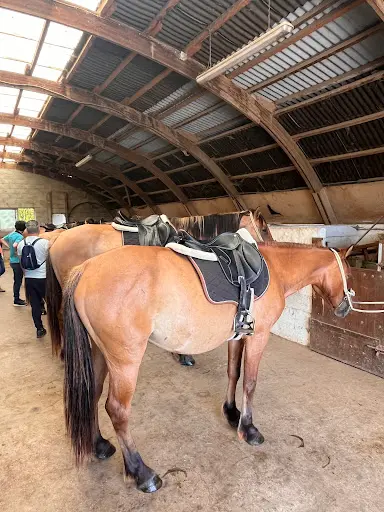 Henson Pays de Fontainebleau - Balades À Cheval