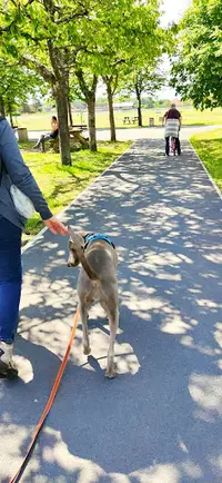 Émotions Canines - Éducateur Comportementaliste Canin