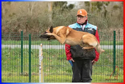 Educ. Coaching Canin aux Mill S Poils