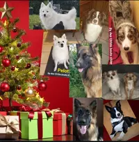 l'Élevage des Ch Tits Bouts Chiens