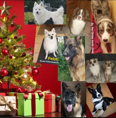 l'Élevage des Ch Tits Bouts Chiens