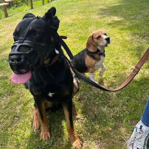 Éducateur Canin Respectdogs Dinan