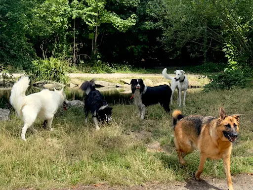 Pensons Chien, Jeremy Baud, Éducateur Canin Spécialisé en Comportement À Saint-maurice, Bois de Vincennes, Paris et Idf