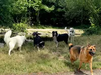 Pensons Chien, Jeremy Baud, Éducateur Canin Spécialisé en Comportement À Saint-maurice, Bois de Vincennes, Paris et Idf