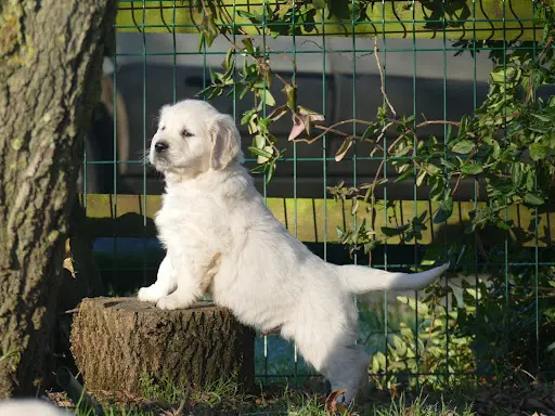 Elevage Golden Retriever - Plaine des Peupliers