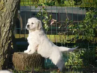Elevage Golden Retriever - Plaine des Peupliers
