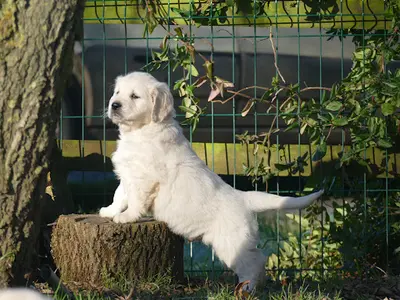 Elevage Golden Retriever - Plaine des Peupliers