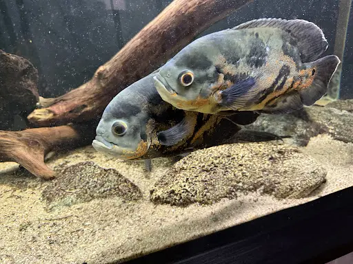 Aquaterra