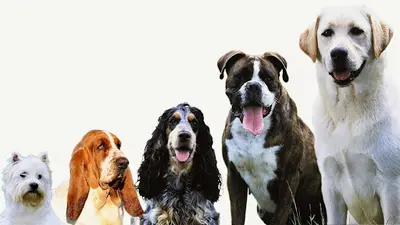 Dr. Mickael Mazurek- Zendog - Comportementaliste et Éducateur Canin À Nancy