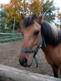 Equitation Saint Max