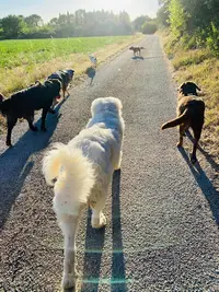 Educateur Canin les Cœurs Sauvages