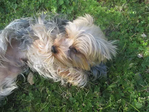 Tout en Canin
