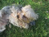 Tout en Canin