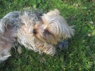 Tout en Canin