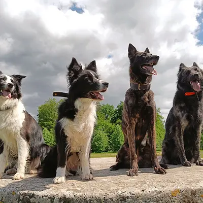 Dog Titude
