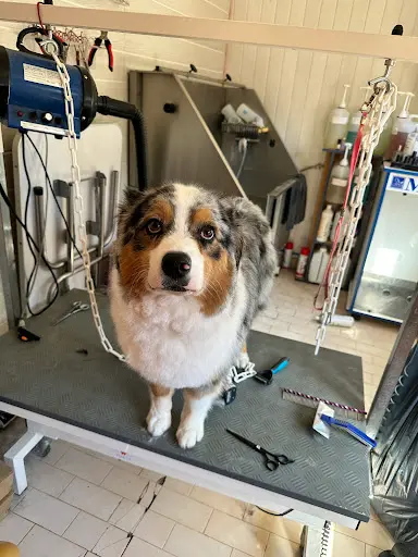 Doggy-cool Toiletteur, Chiens Chats et Lapins