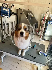Doggy-cool Toiletteur, Chiens Chats et Lapins