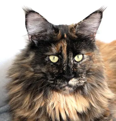 Elevage de Maine Coon A Star Is Born