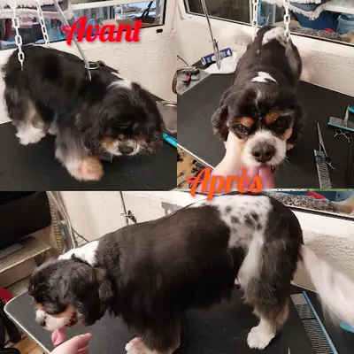 Kaydra S Pets