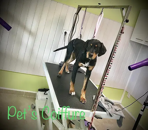Pet’s Coiffure