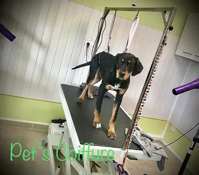 Pet’s Coiffure